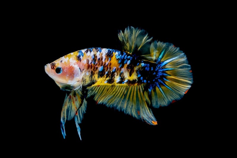 Exotic Fish Species
